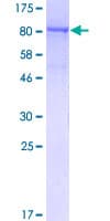 Human NUP98 Protein (Recombinant GST)