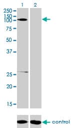 GABBR1 / GABA B Receptor 1 Antibody (clone 2D7)