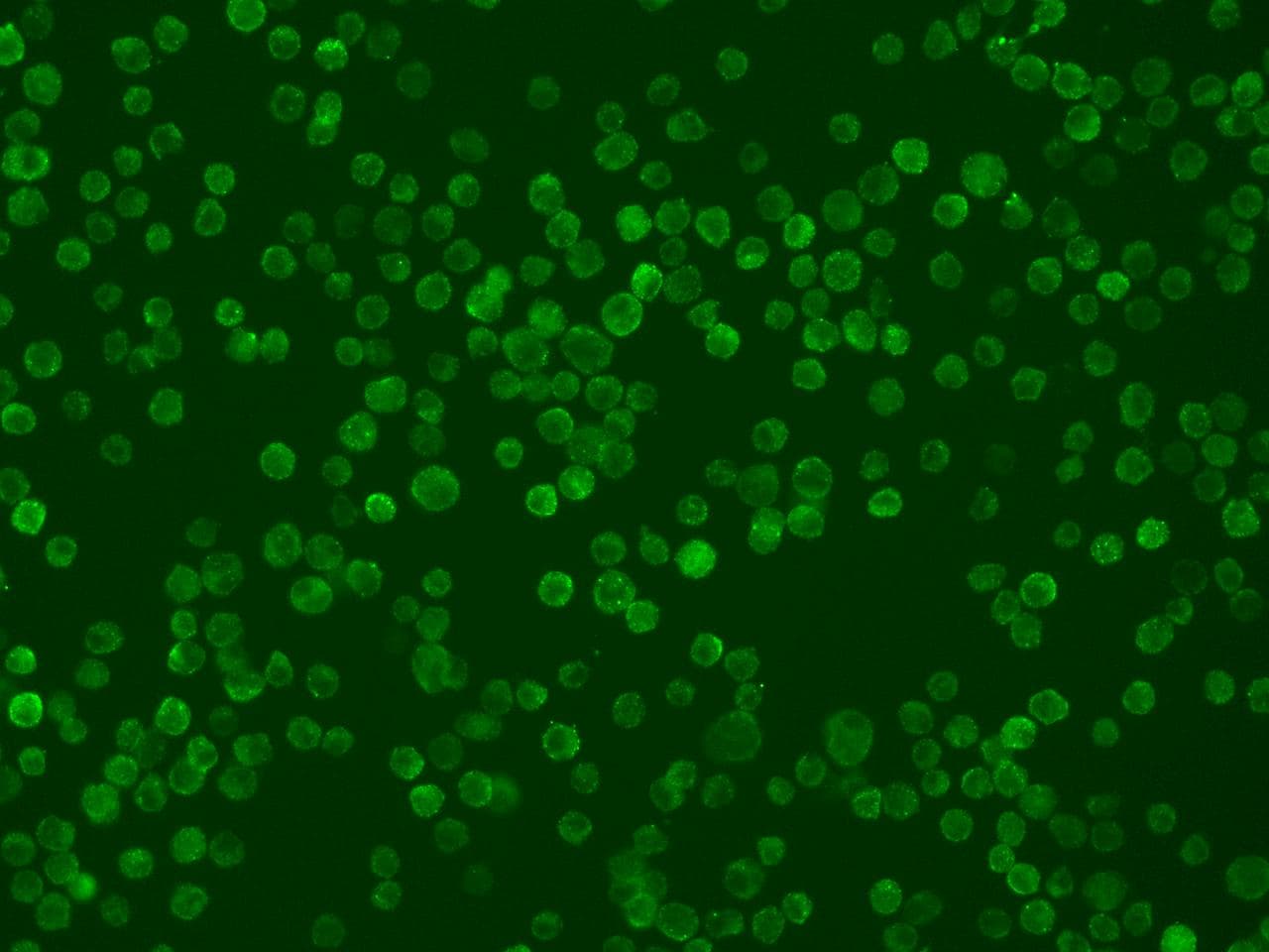 TNFRSF14 / CD270 / HVEM Antibody (clone 028, Preservative Free)