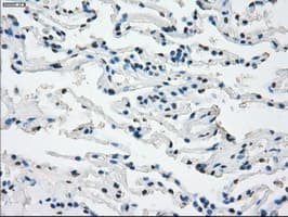 CD32A Antibody (clone OTI9G5)