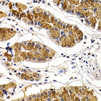 CDK7 Antibody
