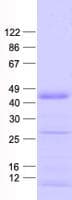 Human ZNF684 Protein (Recombinant His, N-Terminal)