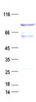 Human TFCP2 / CP2 Protein (Recombinant GST, N-terminus + His, C-terminus)
