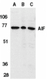 Polyclonal Rabbit anti-Human AIFM1 / AIF / PDCD8 Antibody (IHC, WB)