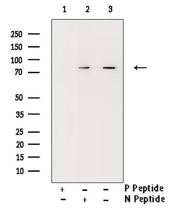 RACGAP1 / MGCRACGAP Antibody (phospho-Ser387)