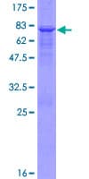 Human KATII / AADAT Protein (Recombinant GST)