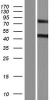 MTUS2 Protein (Over-Expression Lysate Myc-DDK (Flag))
