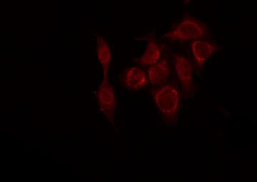 Securin / PTTG1 Antibody