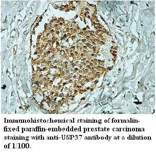 USP37 Antibody (aa2-217)