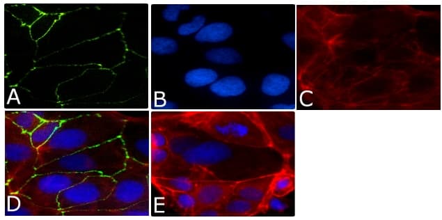 OCLN / Occludin Antibody (C-Terminus, clone OC-3F10, AF488)