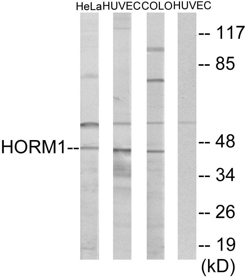 HORMAD1 Antibody