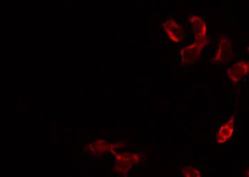 COX6C Antibody