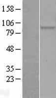 EIF2S1 Protein (Over-Expression Lysate Myc-DDK (Flag))