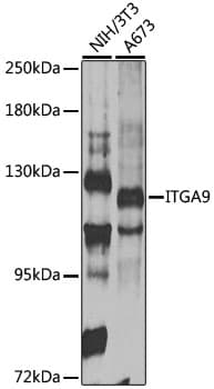 ITGA9 / Integrin Alpha 9 Antibody