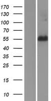 FAM134A Protein (Over-Expression Lysate Myc-DDK (Flag))