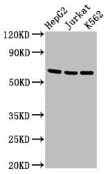 Polyclonal Rabbit anti-Human TNFRSF9 / 4-1BB / CD137 Antibody (IF, WB)