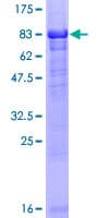 Human NEK10 Protein (Recombinant GST)