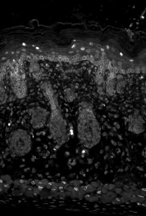 KCNJ2 / Kir2.1 Antibody (aa390-411, clone S112B-14)