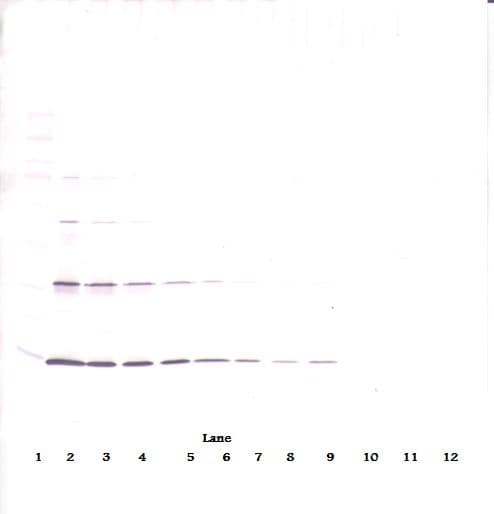 Leptin Antibody