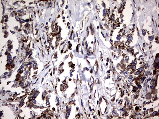 DDOST / OST48 Antibody (aa131-378, clone OTI2H1, Carrier-free)