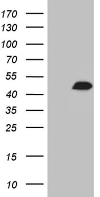 RUNX3 Antibody (clone OTI9G7)