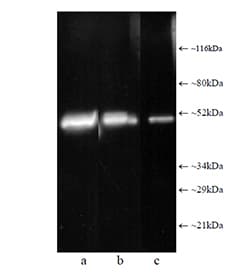 Monoclonal Mouse anti-Human PSMC2 / RPT1 Antibody (clone MSS1-104, WB)
