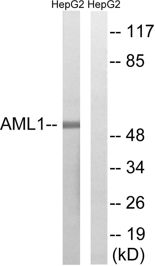 AML1 / RUNX1 Antibody (aa401-450)