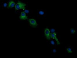 Monoclonal Mouse anti-Human RASSF8 Antibody (clone OTI1F12, IF, WB)