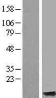 MT4 Protein (Over-Expression Lysate Myc-DDK (Flag))