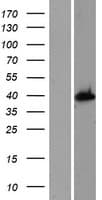 Human AS3MT Protein (Over-Expression Lysate Myc-DDK (Flag))