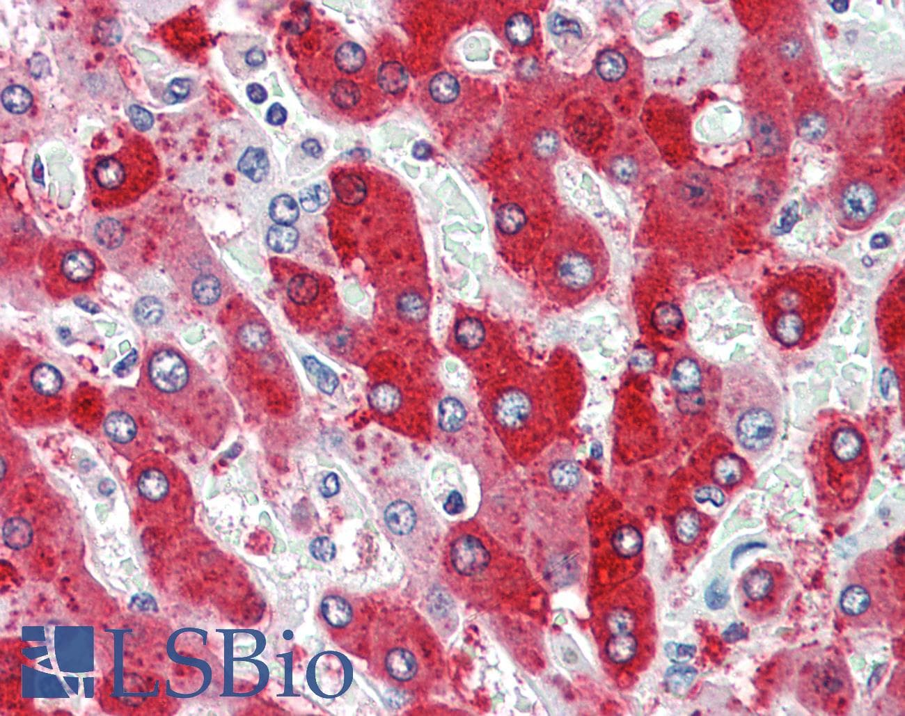 IHC-plus™ CDCP1 Antibody (N-Terminus)