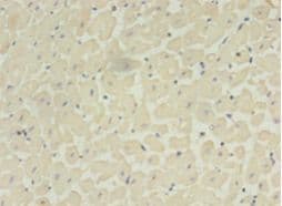 ADAMTS4 Antibody