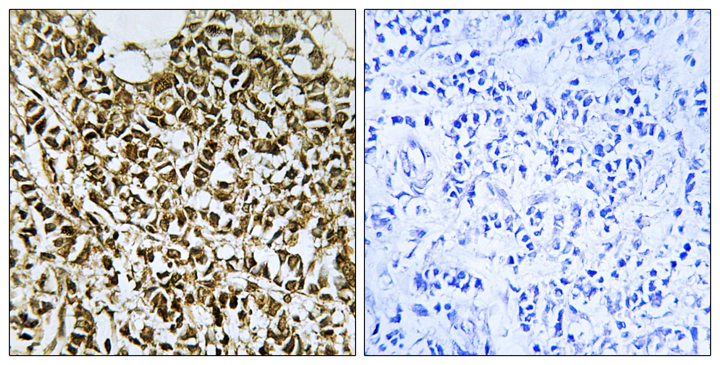 POLR3E / SIN Antibody (aa191-240)