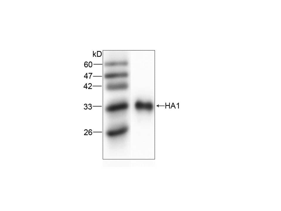 Monoclonal Mouse anti-Influenza Virus Influenza A Virus H1 Antibody (aa102-341, WB)