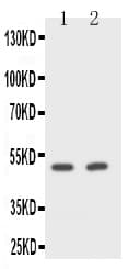 CD2 Antibody (aa224-242)