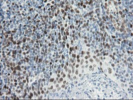 TLE1 / TLE 1 Antibody (aa180-460, clone OTI1H2, Carrier-free)