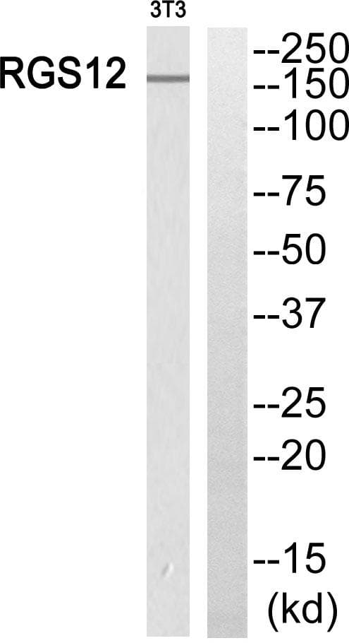 Polyclonal Rabbit anti-Human RGS12 Antibody (WB)