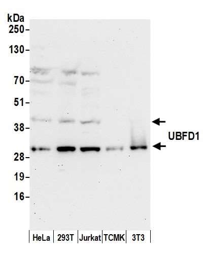 Polyclonal Rabbit anti-Human UBFD1 Antibody (aa150-200, WB)