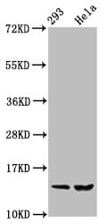 Polyclonal Rabbit anti-Human HIST1H2BN Antibody (IHC, WB)