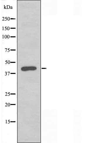YWHAH / 14-3-3 Eta Antibody