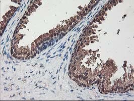 ALS2CR1 / NIF3L1 Antibody (clone OTI1F6)