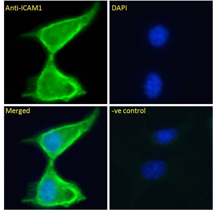 ICAM-1 / CD54 Antibody