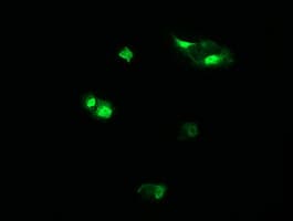 HCFC2 Antibody (clone OTI5H9)