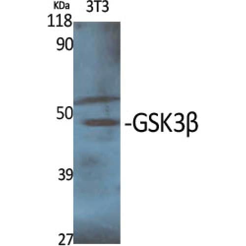 Polyclonal Rabbit anti-Human GSK3B / GSK3 Beta Antibody (1-80 aa, IHC, WB)