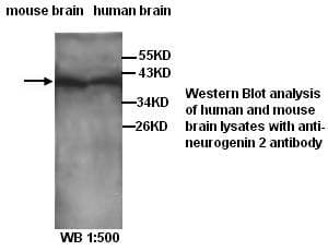 Polyclonal Rabbit anti-Human NEUROG2 / NGN2 / Neurogenin 2 Antibody (WB)