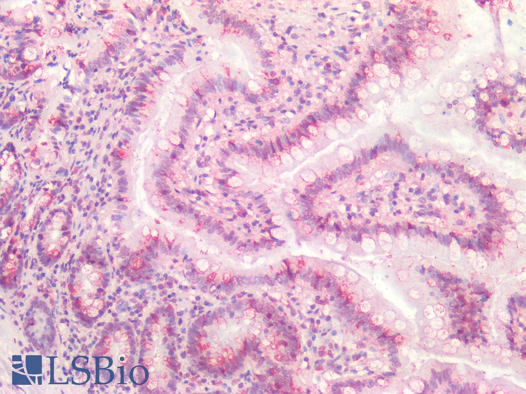 IHC-plus™ Mucin 2 / MUC2 Antibody