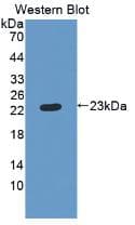 RBP4 Antibody (Biotin)