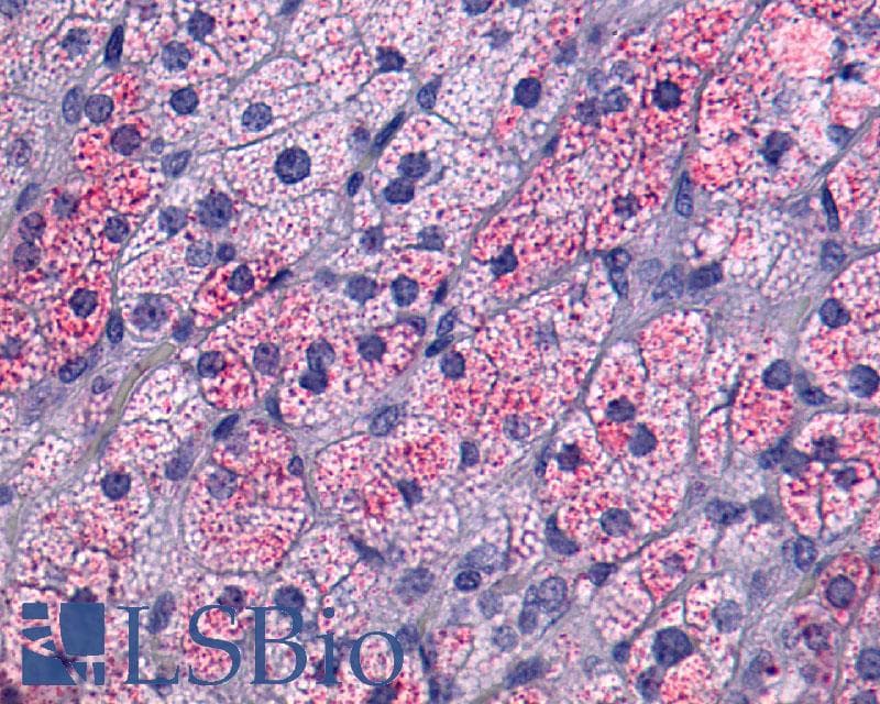 PathPlus™ Polyclonal Rabbit anti-Human NTSR1 / NTR Antibody (N-Terminus, IHC)