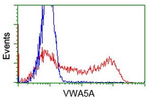 VWA5A Antibody (clone OTI2B3)