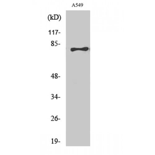 BRD3 Antibody (580-660 aa, C-terminal)